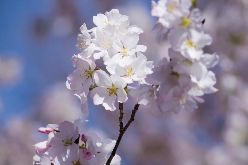 cherry blossom wallpaper 2000x1436 for android 40