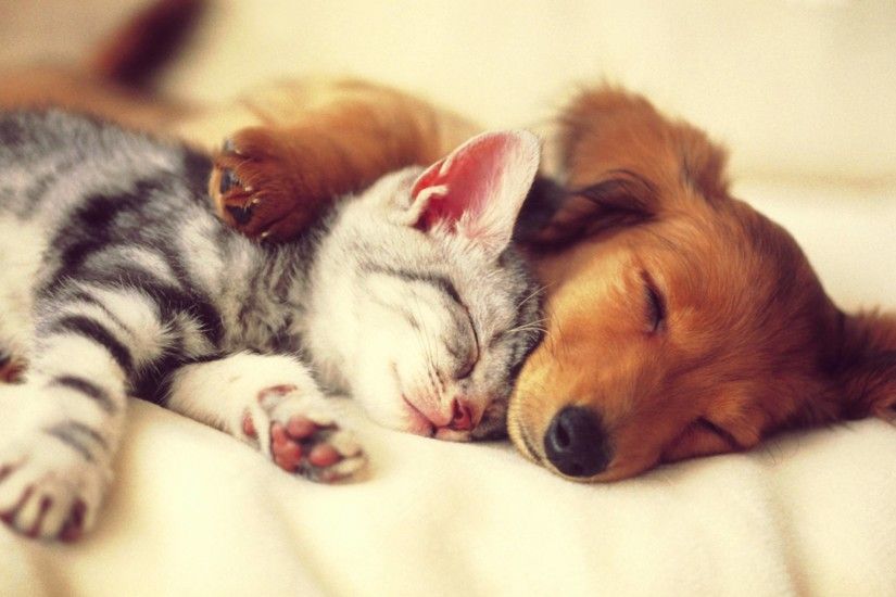 ... cute cat and dog sleep wallpaper.
