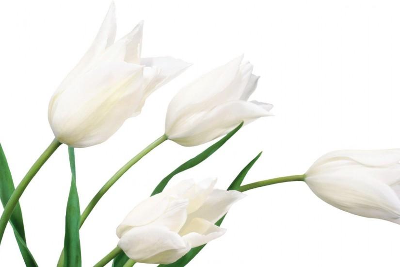 Tulip Flower Desktop Wallpapers | Free Download Tulip HD .