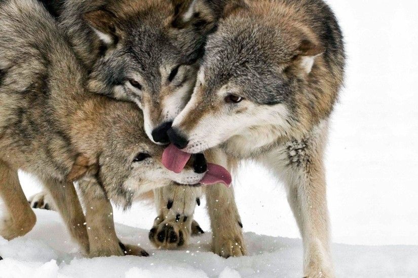 Download wallpaper wolf, Wolves, pack free desktop wallpaper in .