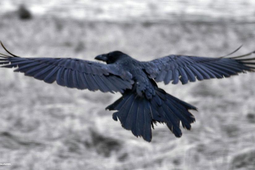 north atlantic raven widescreen 1920x1080