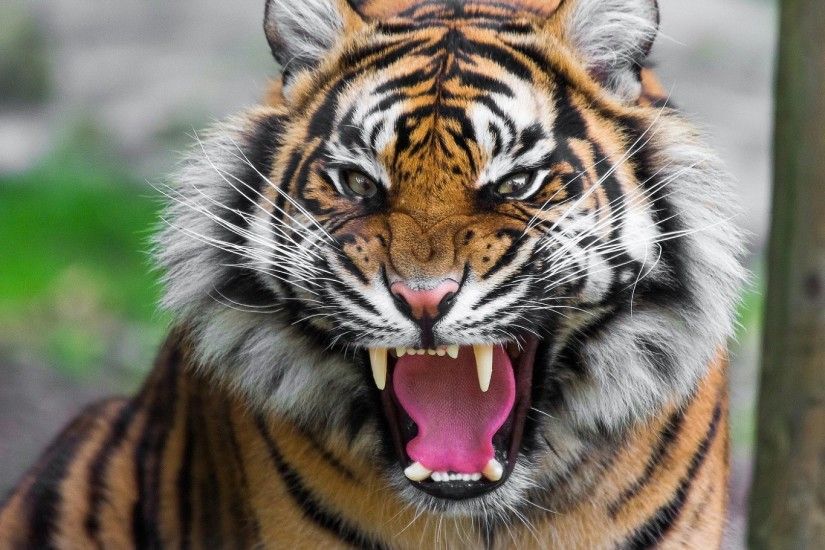 Tigers Face Roaring