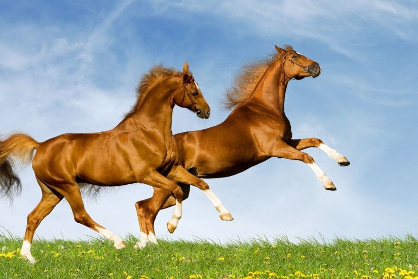 Running horse HD desktop wallpapers free download