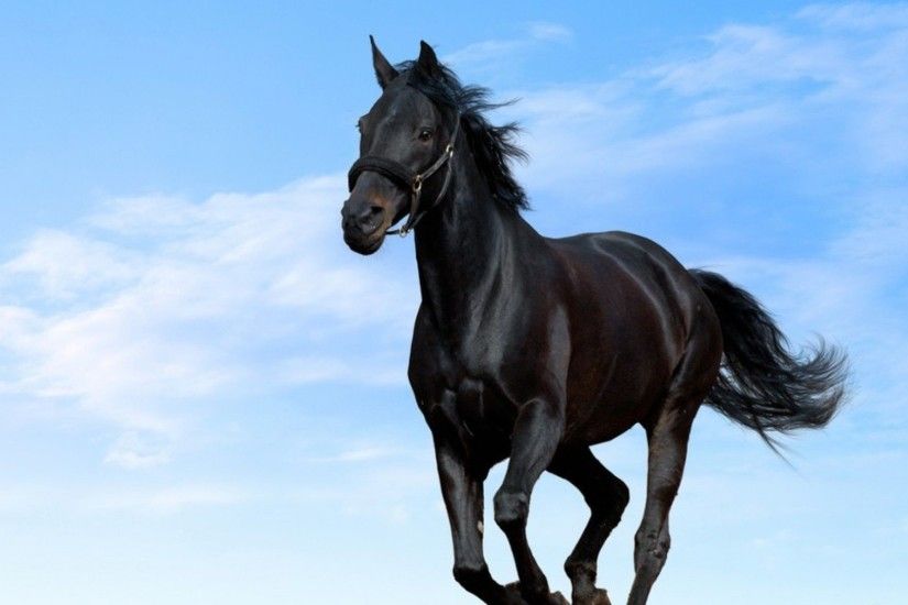 Search Results for “black horse pictures wallpaper” – Adorable Wallpapers