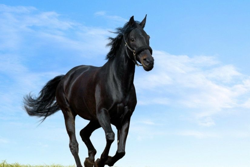 Beautiful Black Horse Desktop Wallpaper