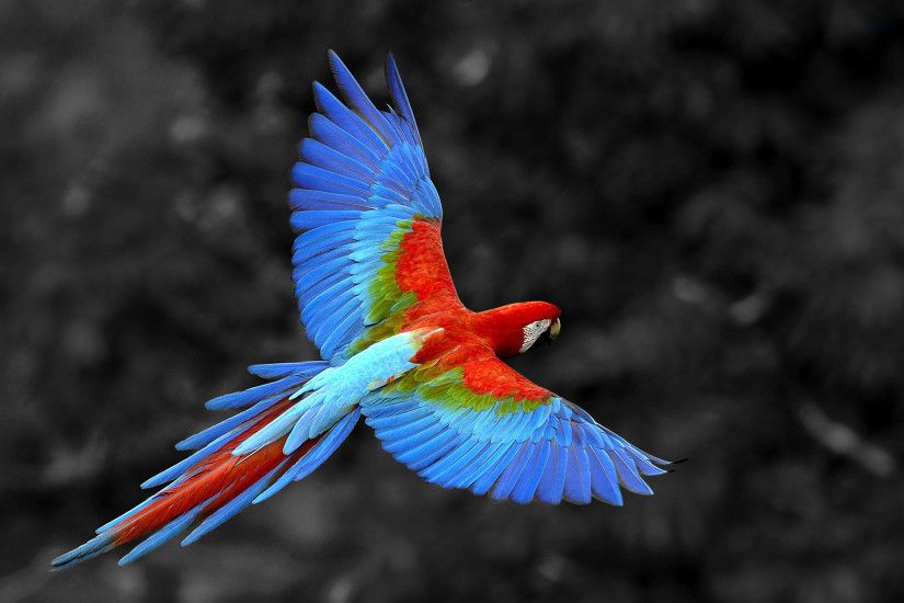 Colored Ara Bird