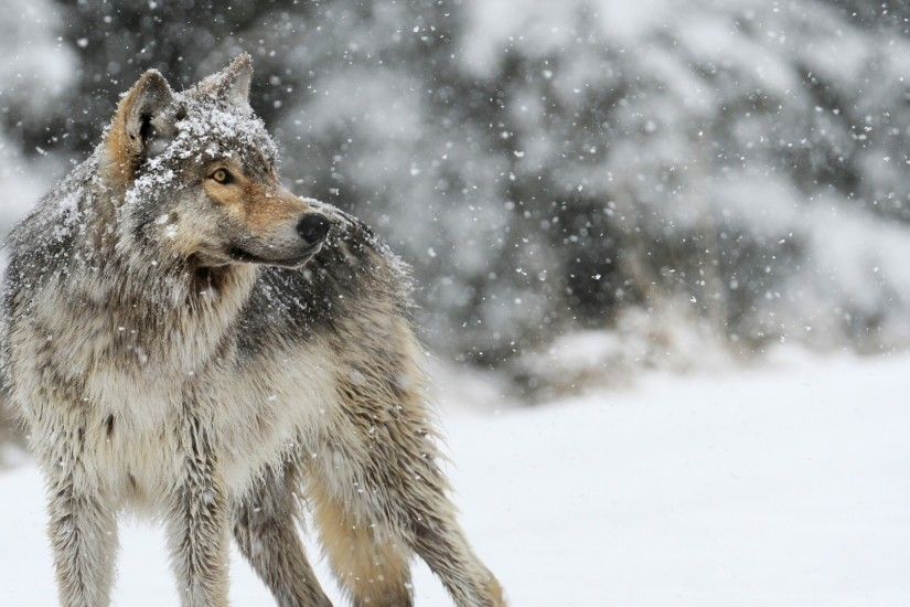 1920x1080 Wallpaper wolf, snow, winter, predator