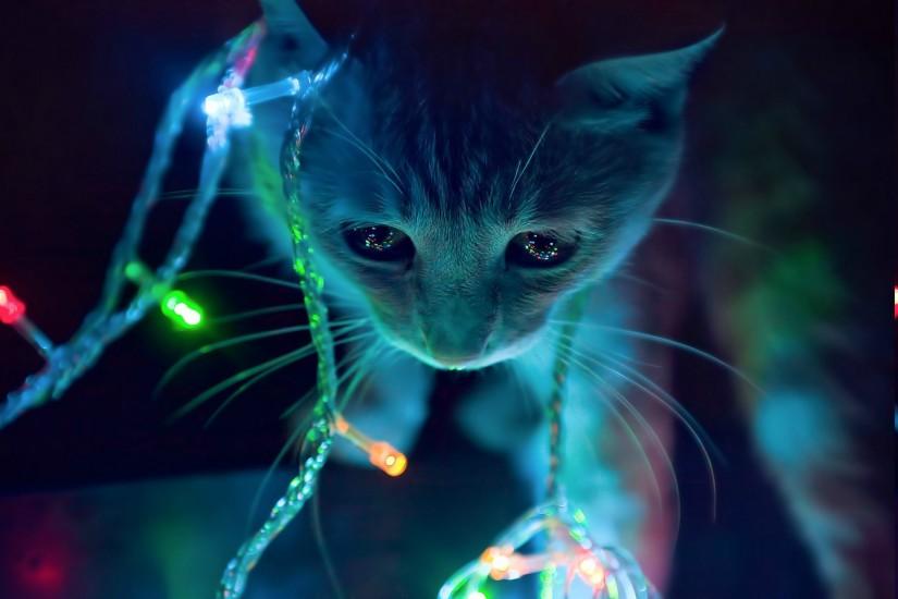 anime, Cat, Animals, Lights, Christmas Lights Wallpaper HD