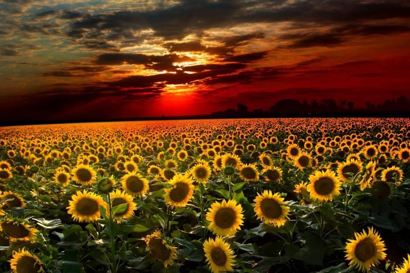 sunflower background 2560x1600 laptop