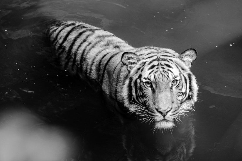 Animal - White Tiger Wallpaper