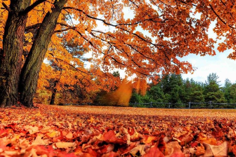autumn scenes wallpaper