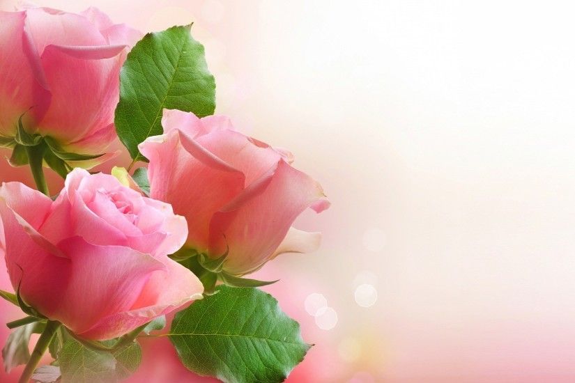 Beauty Pink Rose Wallpaper