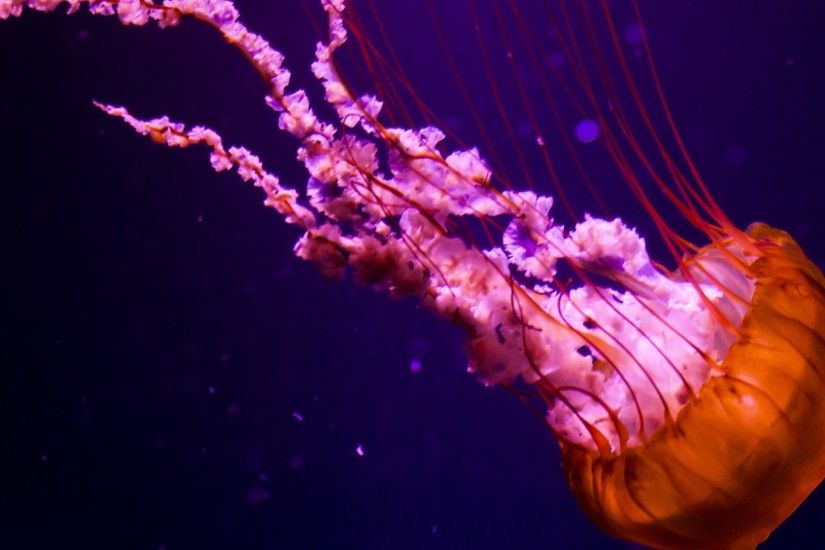 ... Jellyfish Full HD Wallpaper and Background | 2165x1548 | ID:235371 ...
