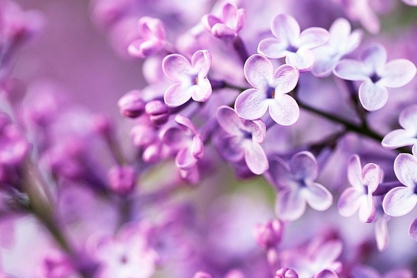 Purple flower wallpaper tumblr hd.