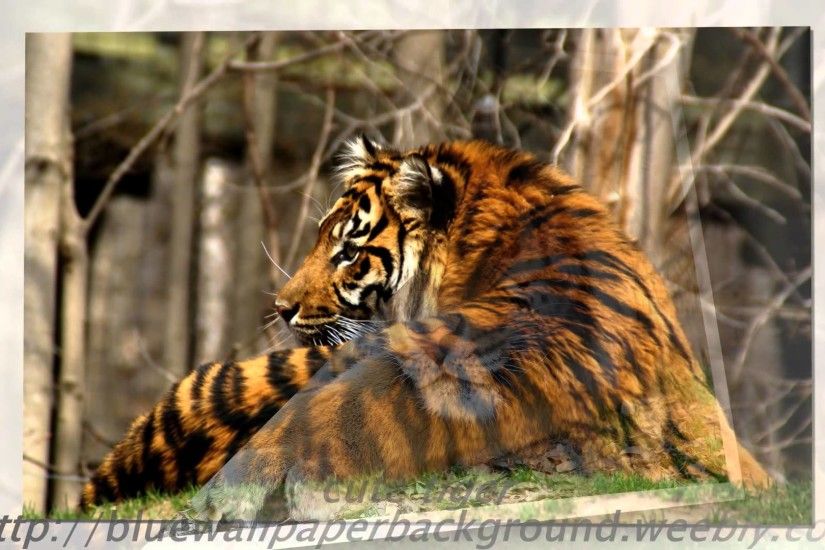 Tiger Wallpaper White Animal Pictures Forest Wild Baby images cool  photography bengal tiger - YouTube