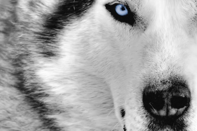 Angry Wolf Wallpaper Full HD All Wallpaper Desktop 1920x1080 px 281.60 KB  animal Black Wallpaper Android