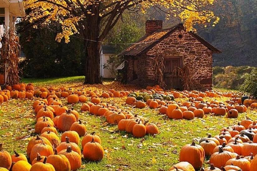Fall Harvest Wallpaper