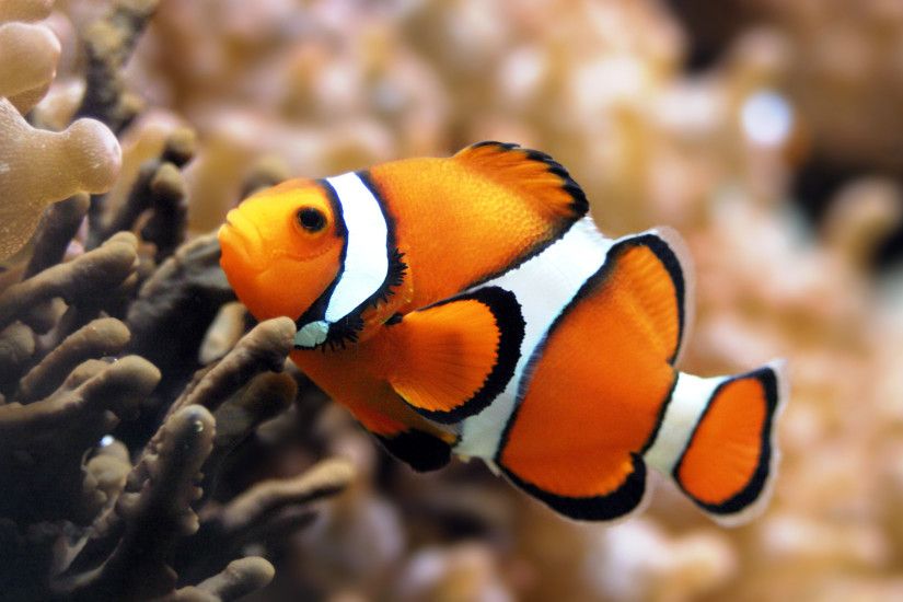 Clown Fish Pictures
