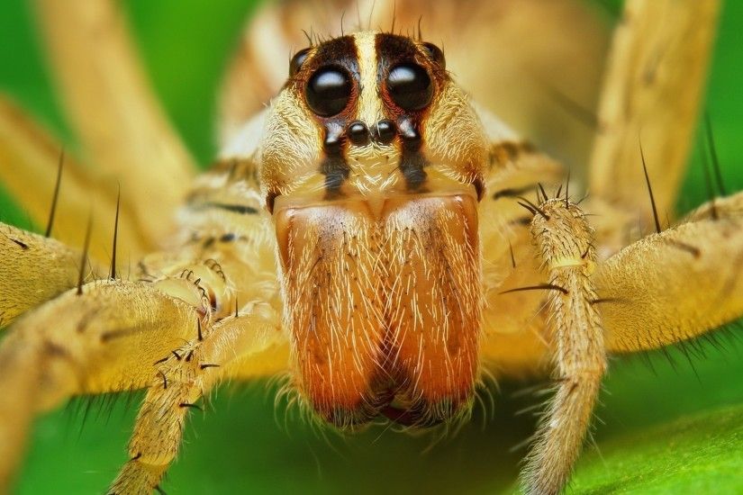 1920x1080 Wallpaper spider, rabid wolf, eyes, legs, insect