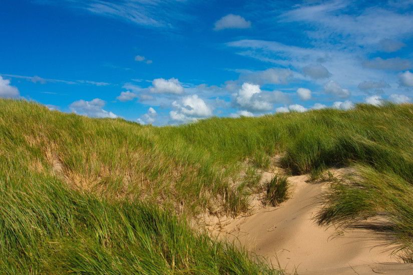 Grass sand dunes
