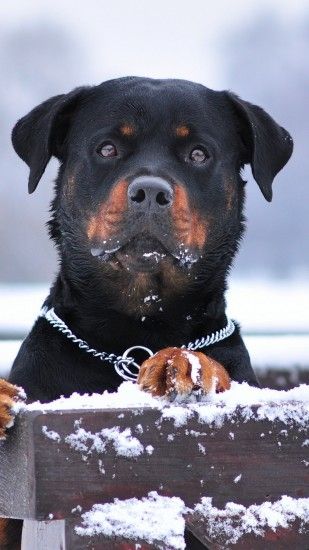 Preview wallpaper rottweiler, dog, snow, collar, eyes 1080x1920