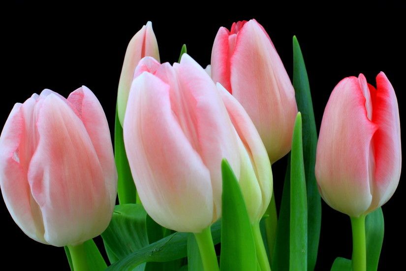 ... Pink tulips HD Wallpaper 2560x1600