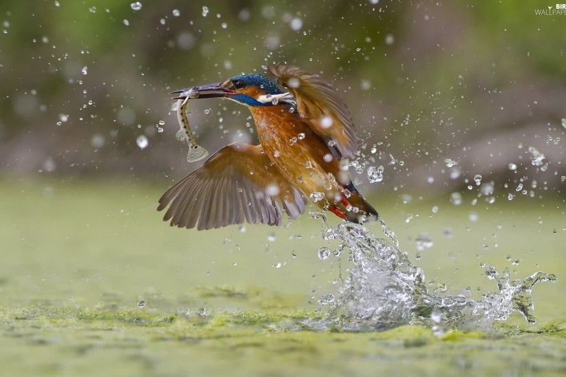 fish, water, kingfisher