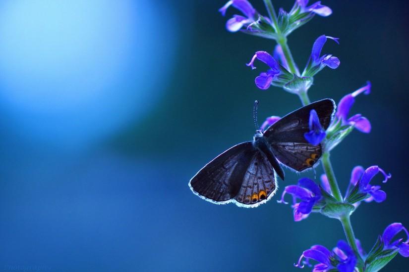 Blue Butterfly Background