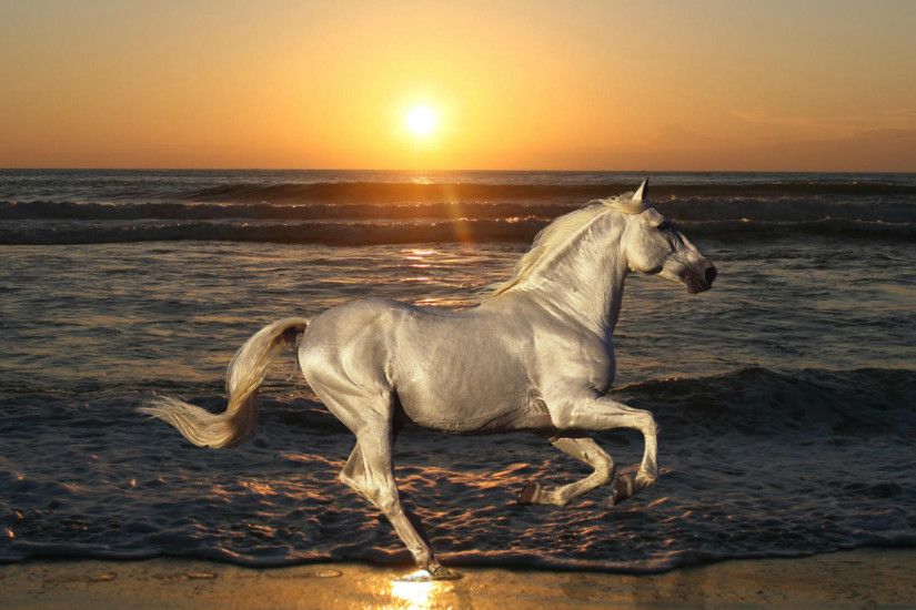 Full HD 1080p Horse Wallpaper – Horse Desktop Wallpaper