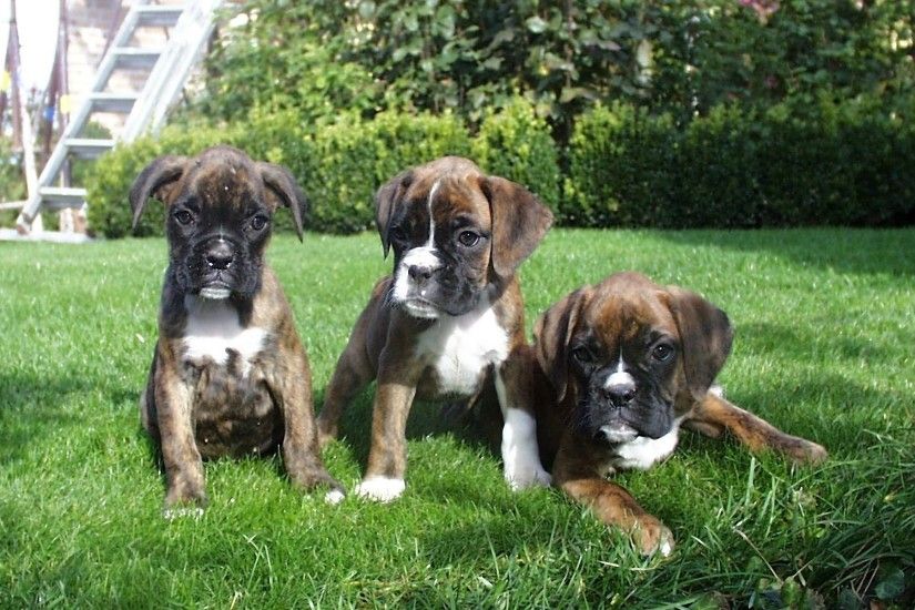 Boxer, Puppy, Desktop, Wallpaper, In, High, Resolution, Free, Dog, Images,  Doggy, Puffy Dogs, Mut, 1920Ã1200 Wallpaper HD