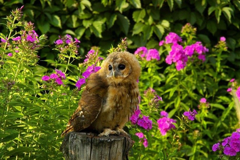 Download Free Cute Owl Picture.