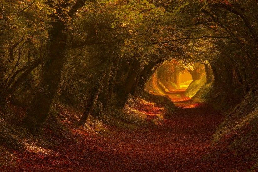 nature, Trees, Fall, Leaves, Tunnel, Sunlight, Landscape, Foliage Wallpaper  HD