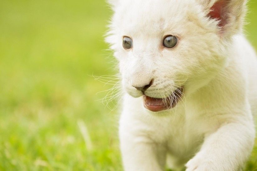 wallpaper.wiki-White-Lion-HD-Images-PIC-WPE008985