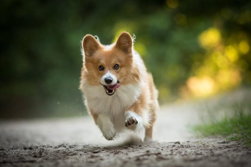 welsh corgi dog walk running happiness mood