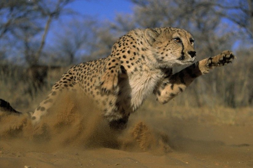 Preview wallpaper cheetah, jump, run, field, grass, dust 1920x1080
