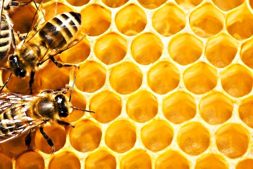 Honey Bee Hd Wallpaper