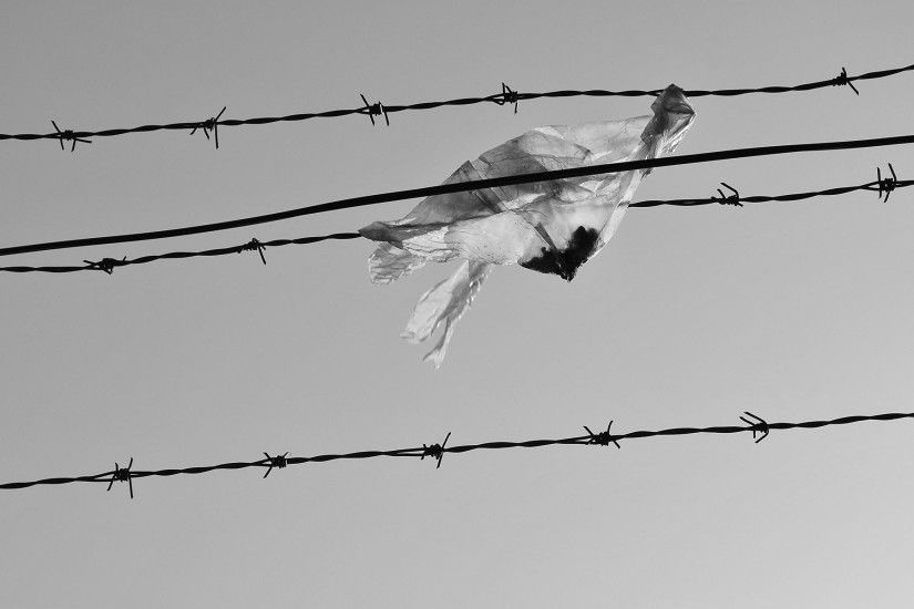 Plastic Bag Caught In Barbed Wire 420941