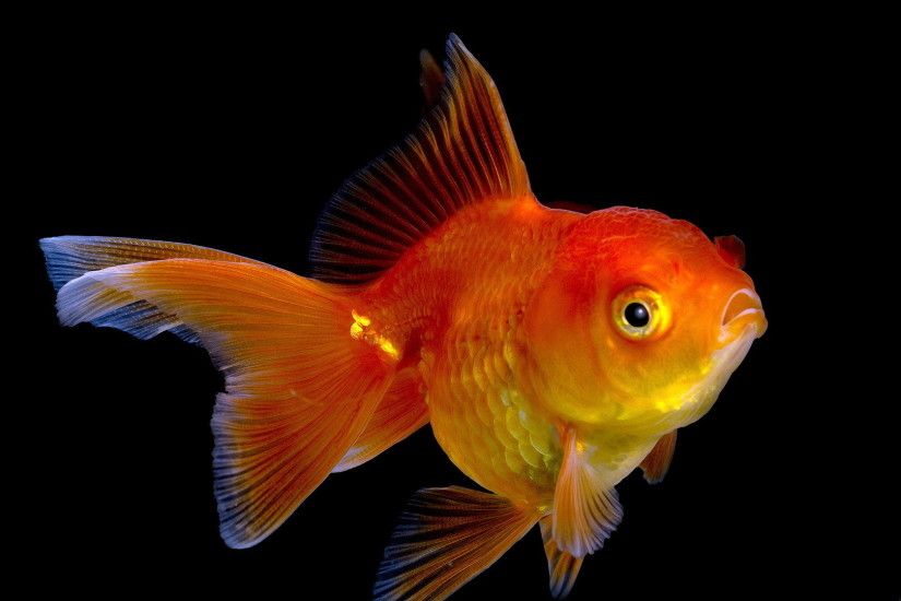 Animal - Goldfish Wallpaper