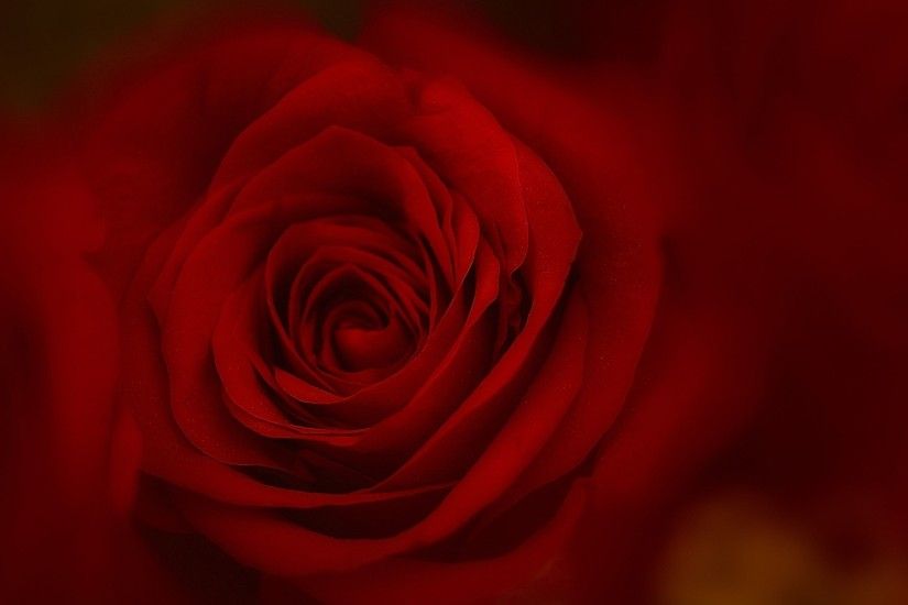 HD Love Passion Wallpaper, red, romantic, passion, love, rose,3D &  Abstract, entertainment