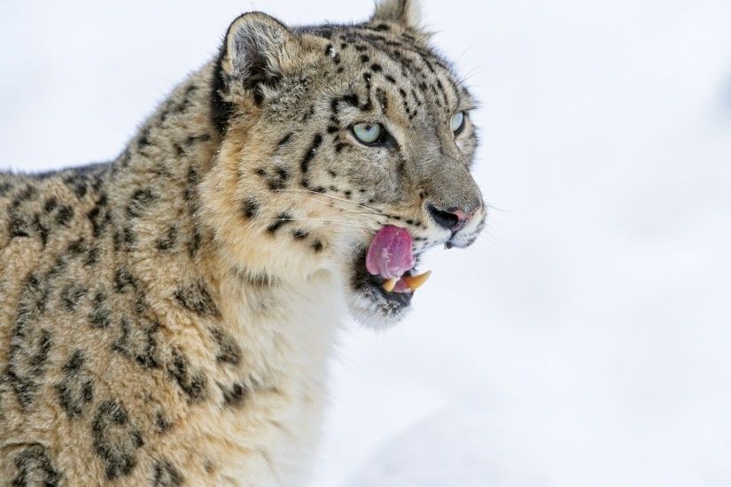 snow leopard snow leopard big cat english fangs