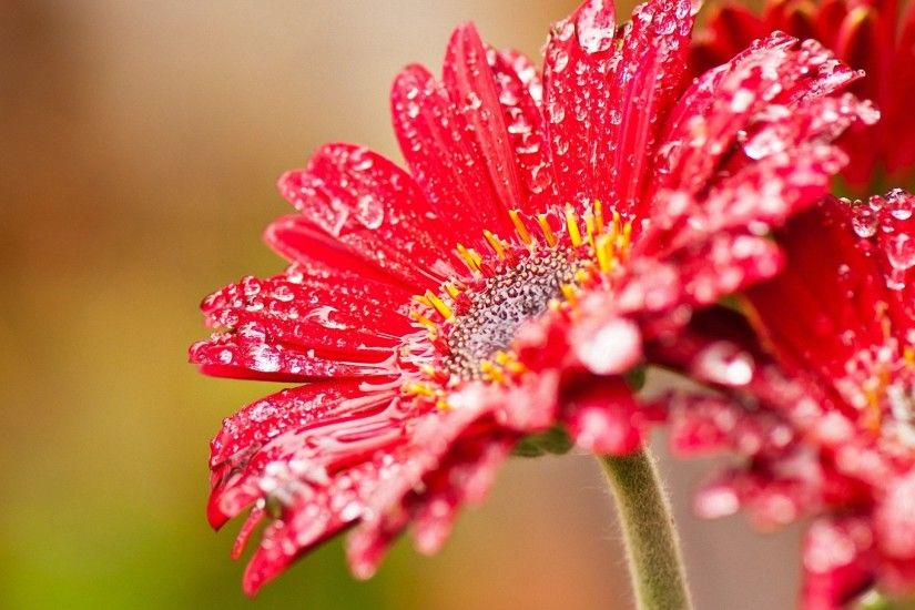 pretty red flowers with water drops HD wallpapers