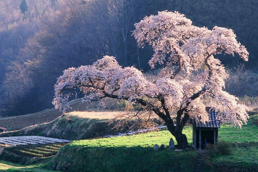 Japan, landscapes, nature, cherry blossoms, trees, grass, fields, rice .