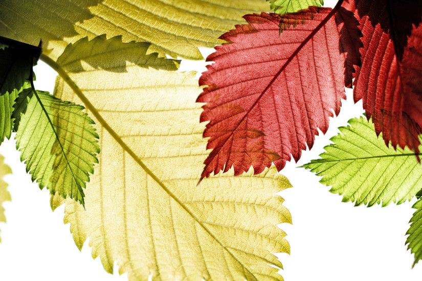 Colorful Leaves Wallpaper 30090