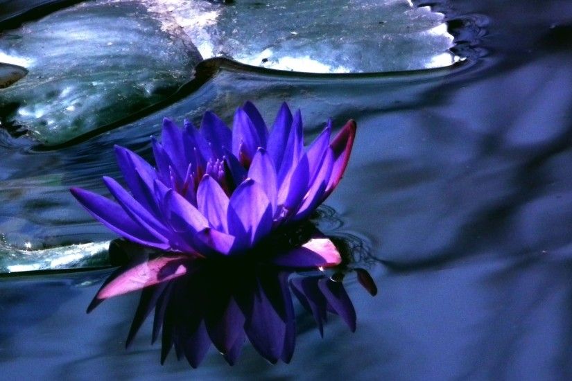 Lake Lotus Blue Wather Daisy Flower Desktop Wallpapers