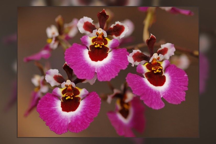 116469-tolumnia-orchid_pink-panther_1920x1200.jpg ...