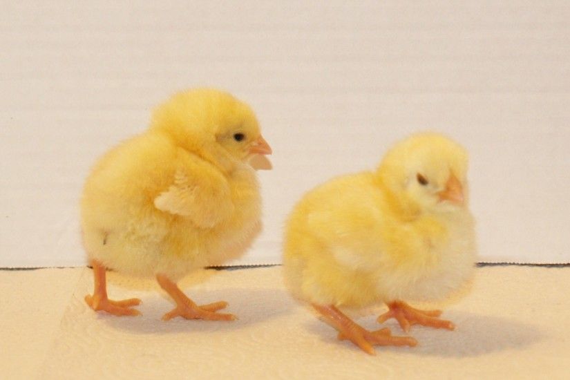 Pictures Of Baby Chickens - All Wallpapers New
