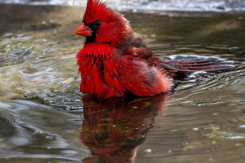 1920x1080 wallpaper Cardinal, red bird, water