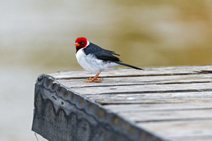 Red-capped Cardinal Bird