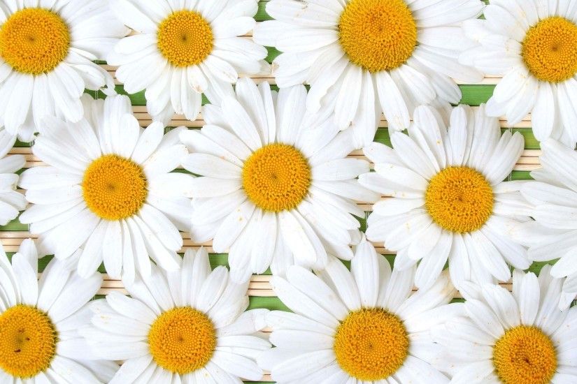 Home > Daisy Flower Wallpaper. china rose wellness nutrition and daisies  bunch flower