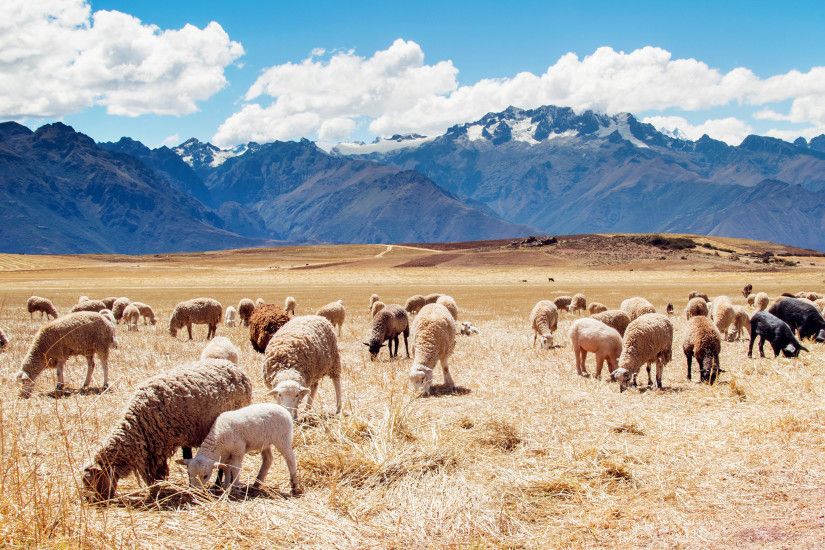 Peru Sheep Fields